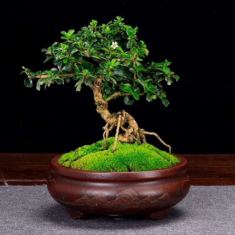 Small Desktop Succulent Purple Clay Flowerpot - Image 2