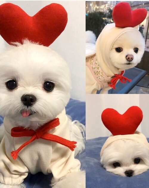 Pet Supplies